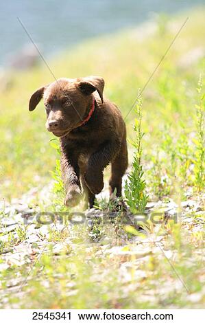 Stock Image - Puppy of labrador running in field . Fotosearch
