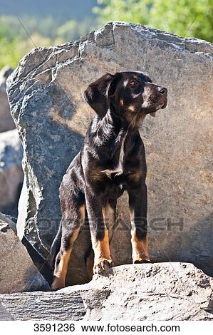 Puppy, portrait View Large Photo Image Stock Photograph - Puppy, portrait . Fotosearch