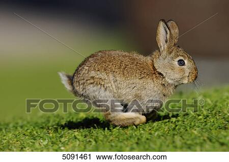 Stock Image - Rabbit on a meadow, Bavaria, Germany, Europe . Fotosearch