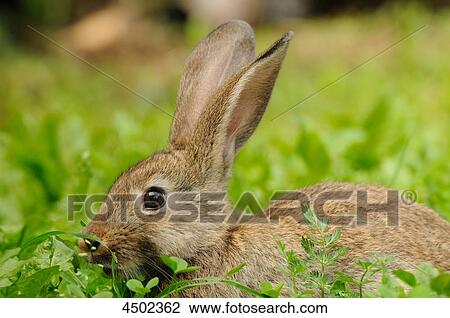 Rabbit on a meadow View Large Photo Image Stock Image - Rabbit on a meadow . Fotosearch