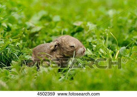 Rabbit on a meadow View Large Photo Image Stock Photo - Rabbit on a meadow . Fotosearch