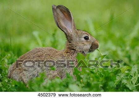 Rabbit on a meadow View Large Photo Image Stock Photo - Rabbit on a meadow . Fotosearch