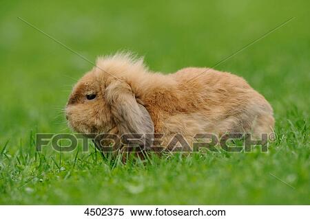Stock Photography - Rabbit on a meadow . Fotosearch