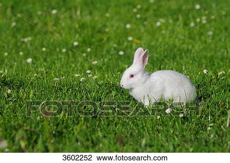 Rabbit on meadow View Large Photo Image Stock Image - Rabbit on meadow . Fotosearch