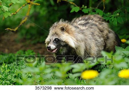 Raccoon Dog (Nyctereutes procyonoides) in thicket View Large Photo Image Stock Photo - Raccoon Dog (Nyctereutes procyonoides) in thicket . Fotosearch