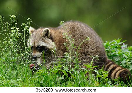 Raccoon (Procyon lotor) in meadow View Large Photo Image Stock Image - Raccoon (Procyon lotor) in meadow . Fotosearch
