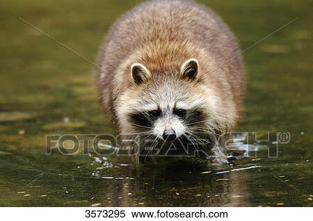 Raccoon (Procyon lotor) in water View Large Photo Image Stock Photography - Raccoon (Procyon lotor) in water . Fotosearch