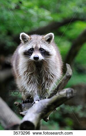Raccoon (Procyon lotor) on branch View Large Photo Image Stock Photograph - Raccoon (Procyon lotor) on branch . Fotosearch