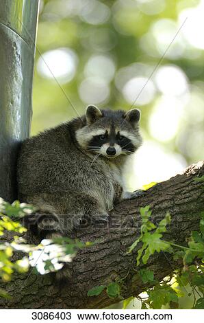 Stock Image - Raccoon (Procyon lotor) sitting on a tree trunk, facing camera . Fotosearch