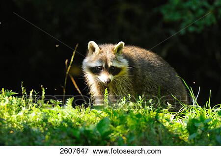 Stock Photo - Raccoon (Procyon lotor) standing in forest . Fotosearch
