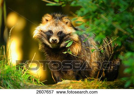 Raccoon (Procyon lotor) standing in forest View Large Photo Image Stock Photo - Raccoon (Procyon lotor) standing in forest . Fotosearch