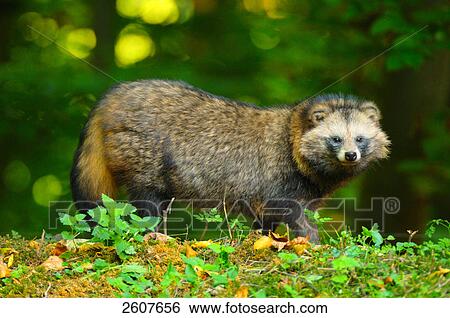 Stock Photograph - Raccoon (Procyon lotor) standing in forest . Fotosearch