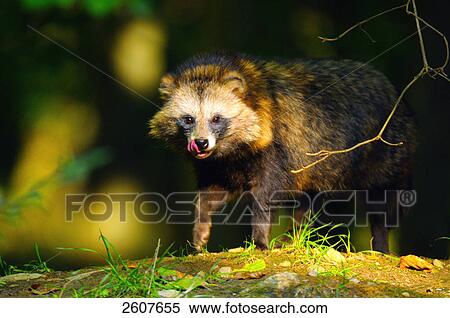 Stock Photography - Raccoon (Procyon lotor) standing in forest . Fotosearch
