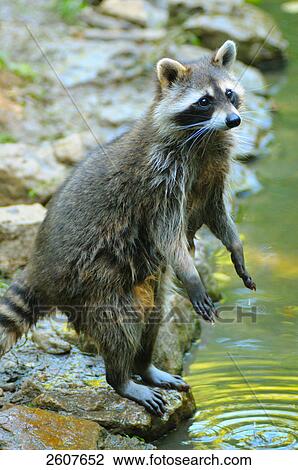 Raccoon (Procyon lotor) standing on hind legs at riverside View Large Photo Image Stock Image - Raccoon (Procyon lotor) standing on hind legs at riverside . Fotosearch