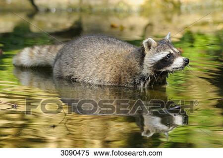 Raccoon, Procyon lotor View Large Photo Image Stock Photography - Raccoon, Procyon lotor . Fotosearch