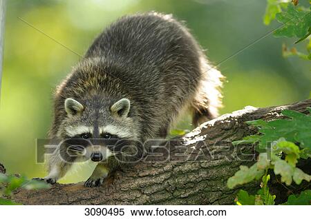 Raccoon, Procyon lotor View Large Photo Image Stock Photography - Raccoon, Procyon lotor . Fotosearch