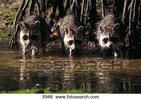 Stock Photograph - Raccoons (Procyon lotor) walking in water, Florida, USA . Fotosearch