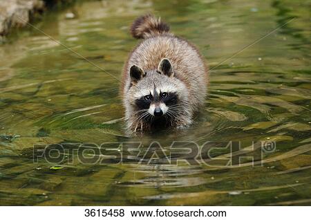 Racoon (Procyon lotor) in water, portrait View Large Photo Image Stock Photo - Racoon (Procyon lotor) in water, portrait . Fotosearch