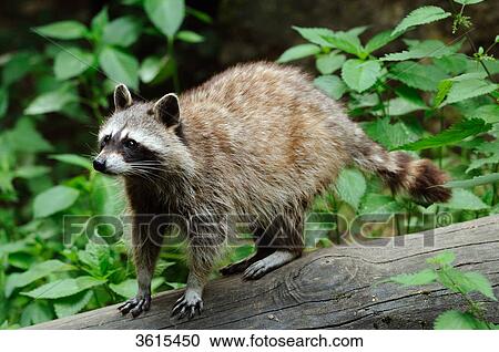Stock Image - Racoon (Procyon lotor) standing on branch . Fotosearch