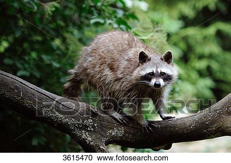 Racoon (Procyon lotor) standing on branch View Large Photo Image Stock Image - Racoon (Procyon lotor) standing on branch . Fotosearch
