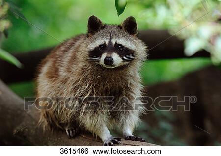 Racoon (Procyon lotor) standing on branch View Large Photo Image Stock Photograph - Racoon (Procyon lotor) standing on branch . Fotosearch