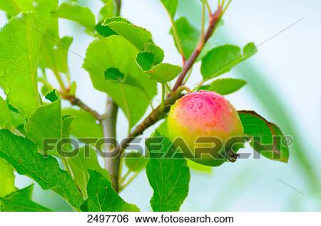 Stock Photograph - Raindrops on apple on tree . Fotosearch