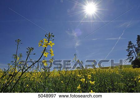 Rape field in sunlight View Large Photo Image Stock Photo - Rape field in sunlight . Fotosearch