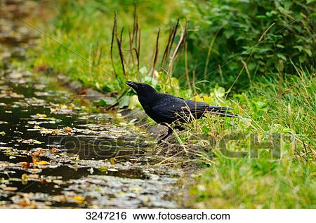 Stock Photograph - Raven (Corvus corax) standing at the waters edge, side view . Fotosearch