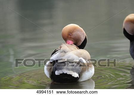 Red-crested Pochard (Netta rufina) in water View Large Photo Image Stock Image - Red-crested Pochard (Netta rufina) in water . Fotosearch