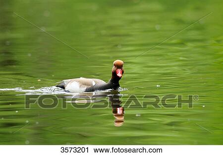 Red-crested Pochard (Netta rufina) on water View Large Photo Image Stock Image - Red-crested Pochard (Netta rufina) on water . Fotosearch