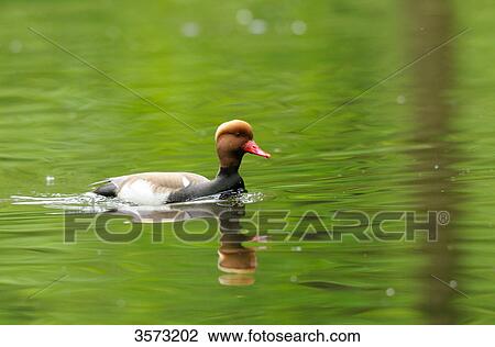 Stock Image - Red-crested Pochard (Netta rufina) on water . Fotosearch