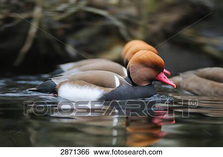 Red-crested Pochard (Netta rufina) ducks floating on water View Large Photo Image Stock Photograph - Red-crested Pochard (Netta rufina) ducks floating on water . Fotosearch