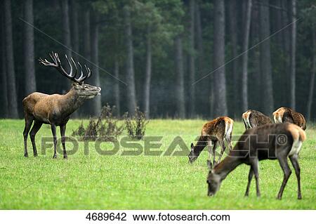 Stock Image - Red deer and females in meadow . Fotosearch