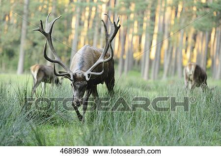 Red deer and females in meadow View Large Photo Image Stock Photo - Red deer and females in meadow . Fotosearch