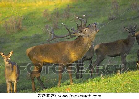 Stock Photo - Red Deer (Cervus elaphus) howling in field . Fotosearch