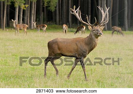 Red deer (Cervus elaphus) in field, Franconia, Bavaria, Germany View Large Photo Image Stock Image - Red deer (Cervus elaphus) in field, Franconia, Bavaria, Germany . Fotosearch