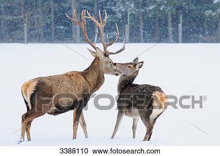Red Deer (Cervus elaphus) in snow, Bavaria, Germany View Large Photo Image Stock Image - Red Deer (Cervus elaphus) in snow, Bavaria, Germany . Fotosearch