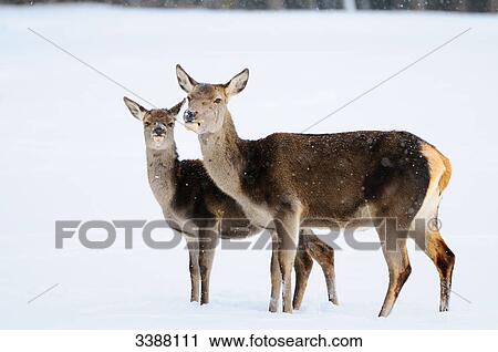 Stock Image - Red Deer (Cervus elaphus) in snow, Bavaria, Germany, side view . Fotosearch