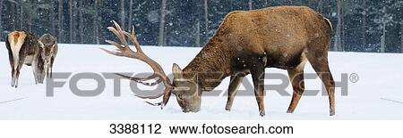 Stock Image - Red Deer (Cervus elaphus) in snow, Bavaria, Germany . Fotosearch