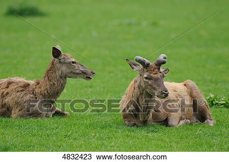 Red Deer (Cervus Elaphus) lying in meadow  View Large Photo Image Stock Image - Red Deer (Cervus Elaphus) lying in meadow . Fotosearch