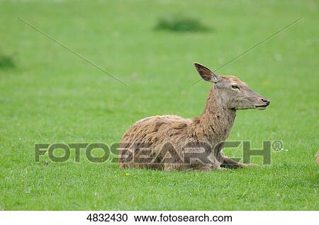 Stock Image - Red Deer (Cervus Elaphus) lying in meadow . Fotosearch