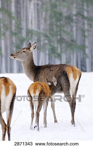 Red deer (Cervus elaphus) nursing its fawn on polar landscape in forest, Franconia, Bavaria, Germany View Large Photo Image Stock Image - Red deer (Cervus elaphus) nursing its fawn on polar landscape in forest, Franconia, Bavaria, Germany . Fotosearch