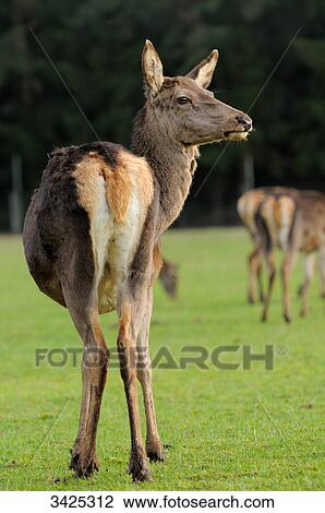 Red Deer (Cervus elaphus) on a meadow View Large Photo Image Stock Image - Red Deer (Cervus elaphus) on a meadow . Fotosearch
