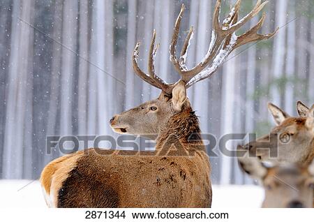 Red deer (Cervus elaphus) on polar landscape in forest, Franconia, Bavaria, Germany View Large Photo Image Picture - Red deer (Cervus elaphus) on polar landscape in forest, Franconia, Bavaria, Germany . Fotosearch