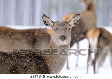 Stock Photography - Red deer (Cervus elaphus) on polar landscape in forest, Franconia, Bavaria, Germany . Fotosearch