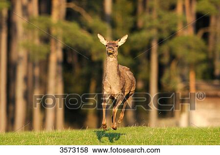Red Deer (Cervus elaphus) running in meadow View Large Photo Image Stock Photo - Red Deer (Cervus elaphus) running in meadow . Fotosearch