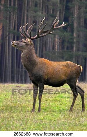 Stock Photo - Red deer (Cervus elaphus) standing in forest, Bavaria, Germany . Fotosearch