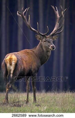 Red deer (Cervus elaphus) standing in forest, Bavaria, Germany View Large Photo Image Stock Photo - Red deer (Cervus elaphus) standing in forest, Bavaria, Germany . Fotosearch
