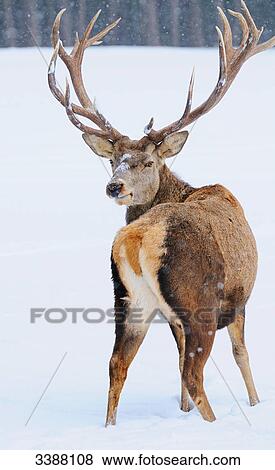 Red Deer (Cervus elaphus) standing in snow, Bavaria, Germany, rear view View Large Photo Image Stock Photo - Red Deer (Cervus elaphus) standing in snow, Bavaria, Germany, rear view . Fotosearch