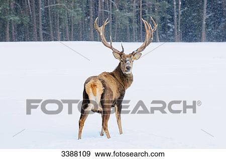 Stock Photo - Red Deer (Cervus elaphus) standing in snow, Bavaria, Germany, rear view . Fotosearch